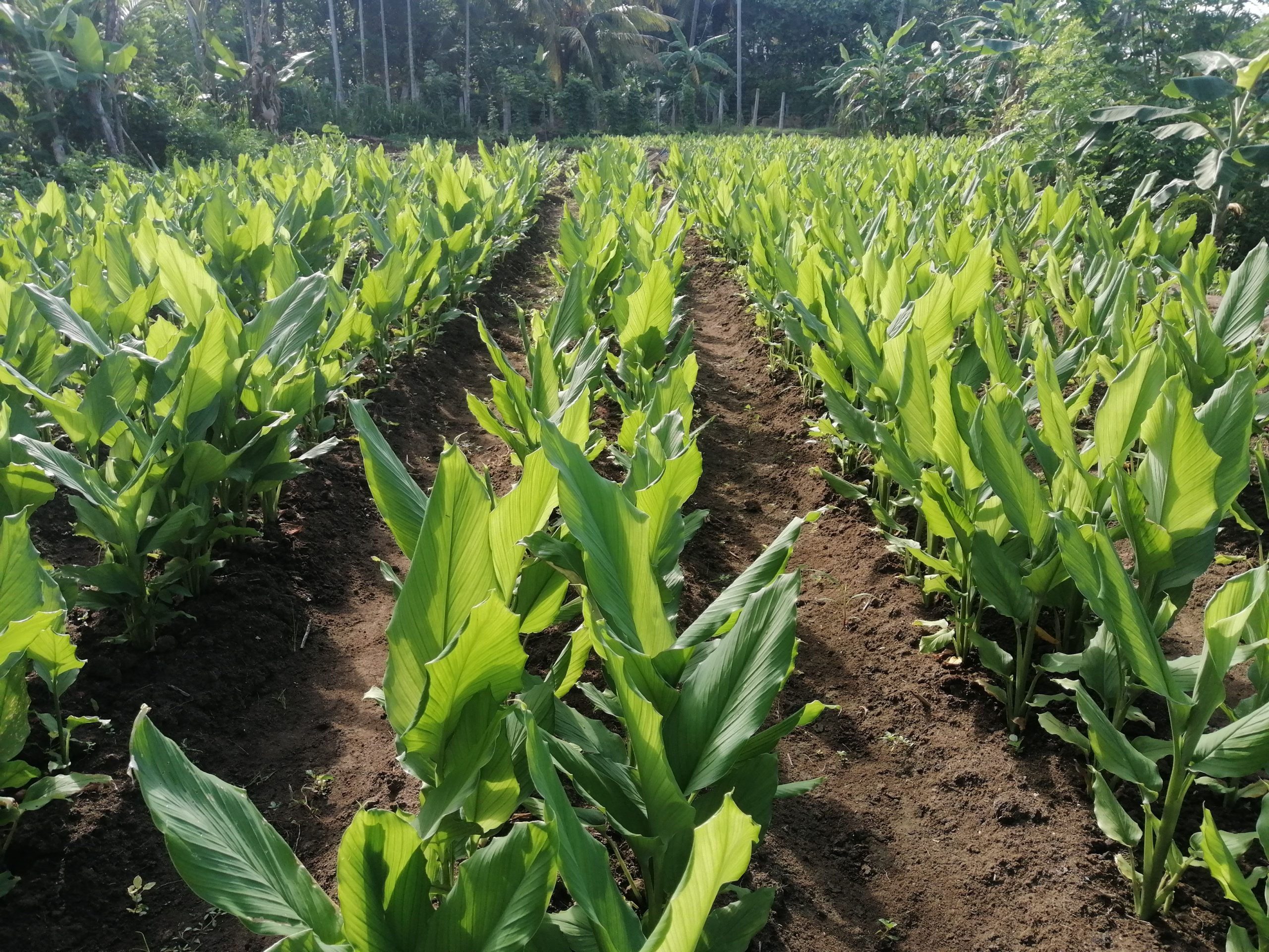TURMERIC CULTIVATION Waga Lanka